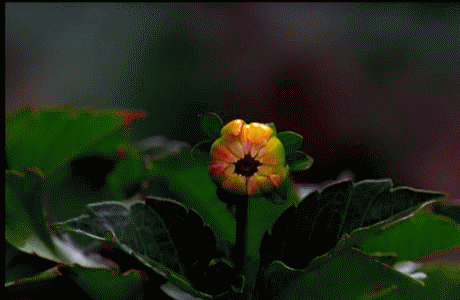 Flower Blooming Animation