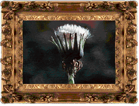 Dandelion Blooming Animation
